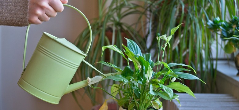 Zanurz w wodzie i podlej rośliny. Będą rosły jak na drożdżach