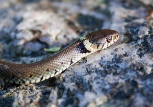 Belouška, ilustracija