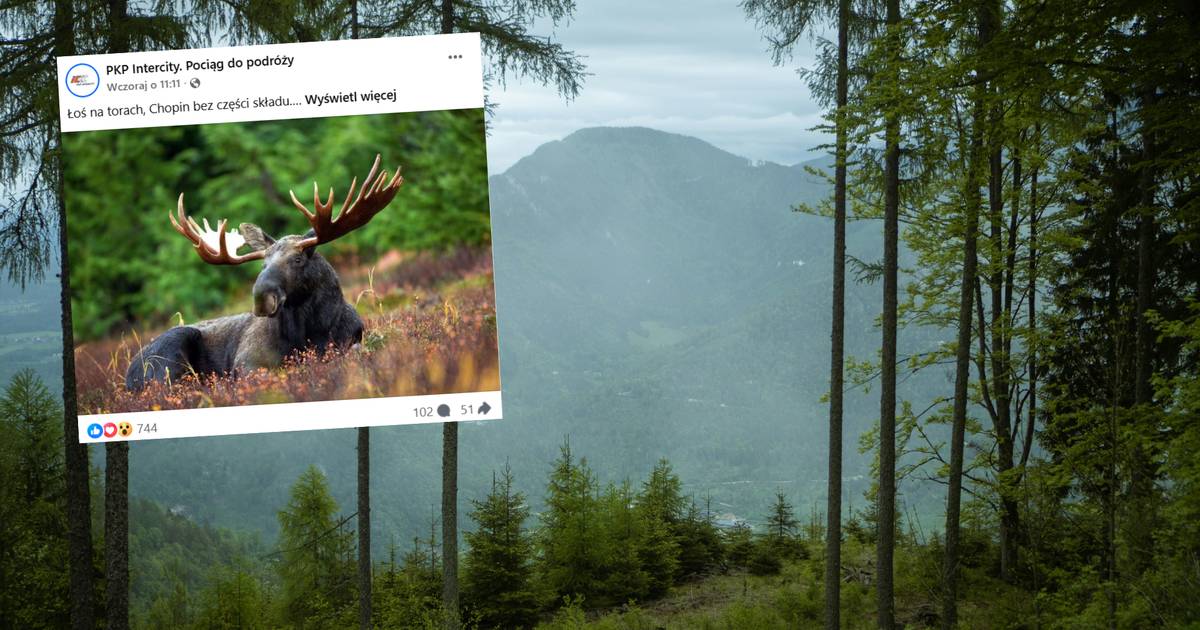 Emil zasnął na torach i stał się gwiazdą. Łoś z Polski jest światową sensacją