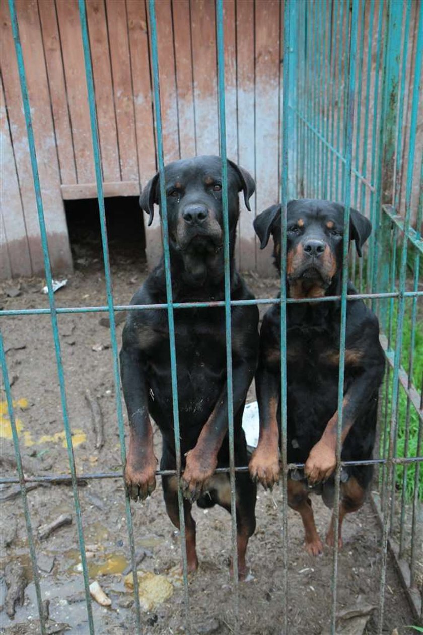 Przeżył atak rottweilera