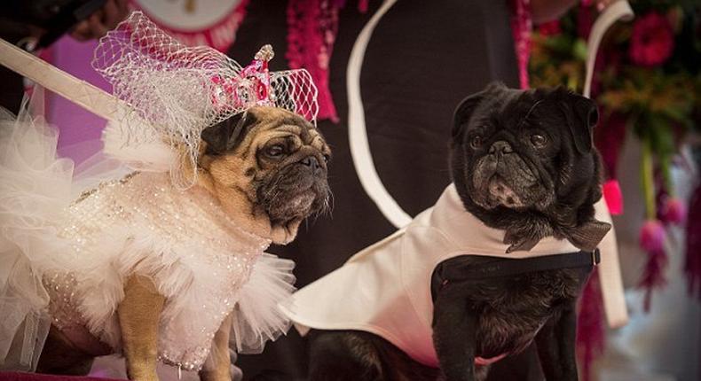 Pug bride Jasmine wears $2,000 dress as she marries her canine boyfriend