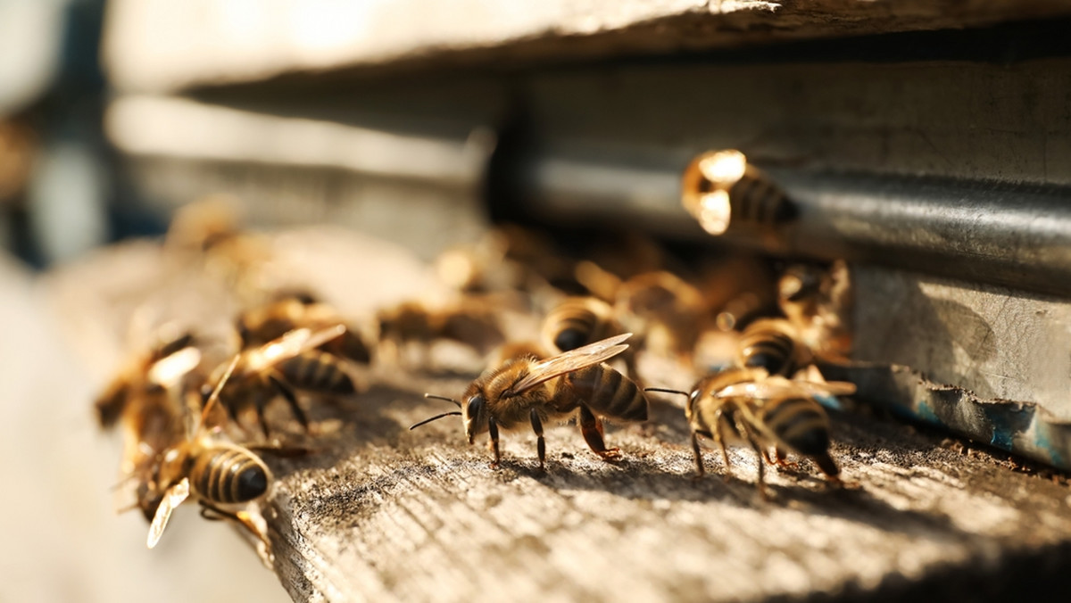 Poważne zagrożenie dla pszczół w Rzeszowie. Zgnilec amerykański atakuje