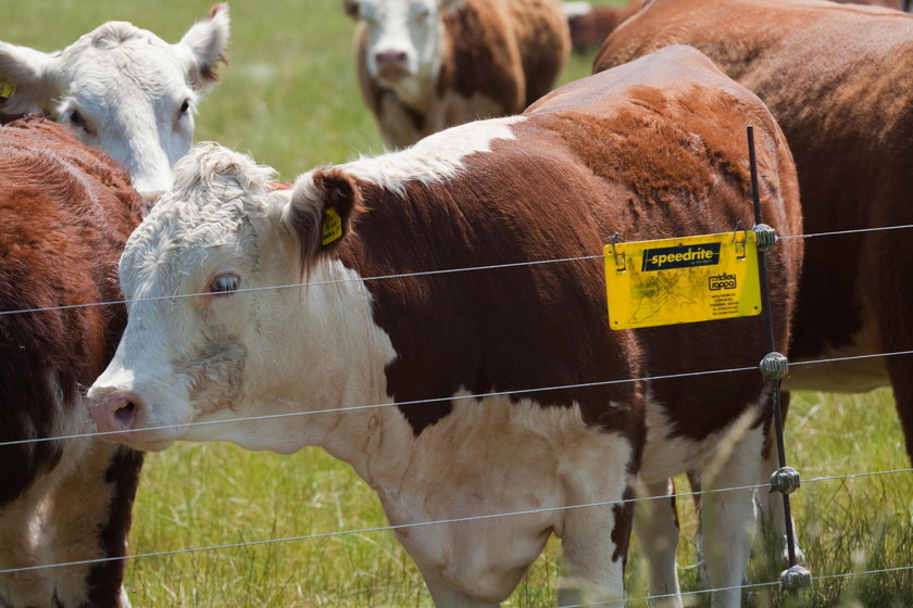 Krowy na pastwisku za elektrycznym ogrodzeniem