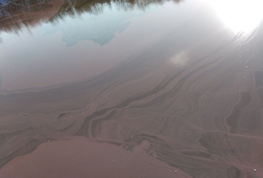 Alge na jezeru Vrutci