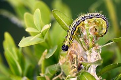 Jak się pozbyć ćmy bukszpanowej? Spryskaj tym bukszpan, a ćmy bukszpanowe znikną. Żywopłot Ci podziękuje