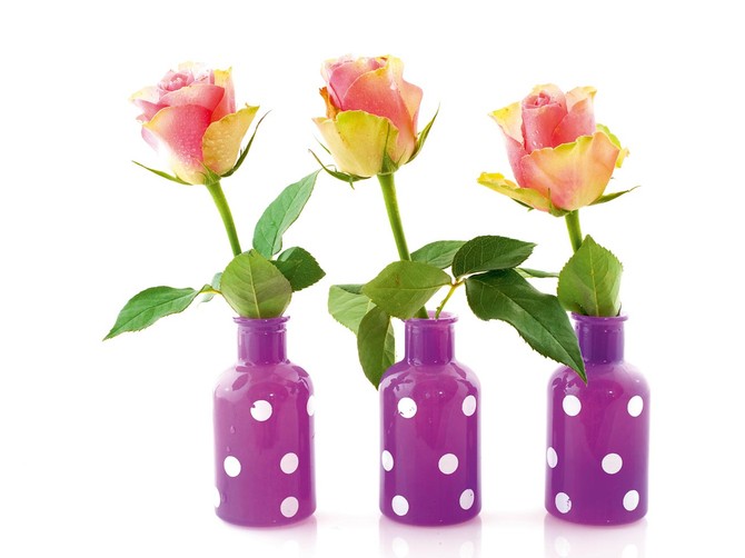 19373_stock-photo-beautiful-pink-roses-in-colorful-modern-vases-isolated-over-white-shutterstock_65770006