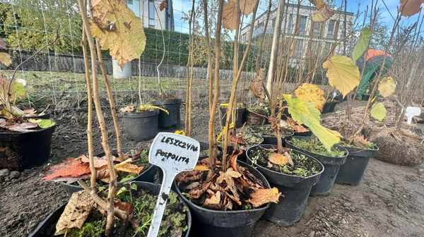 Nowe drzewa sadzi miasto, ale i sami mieszkańcy,