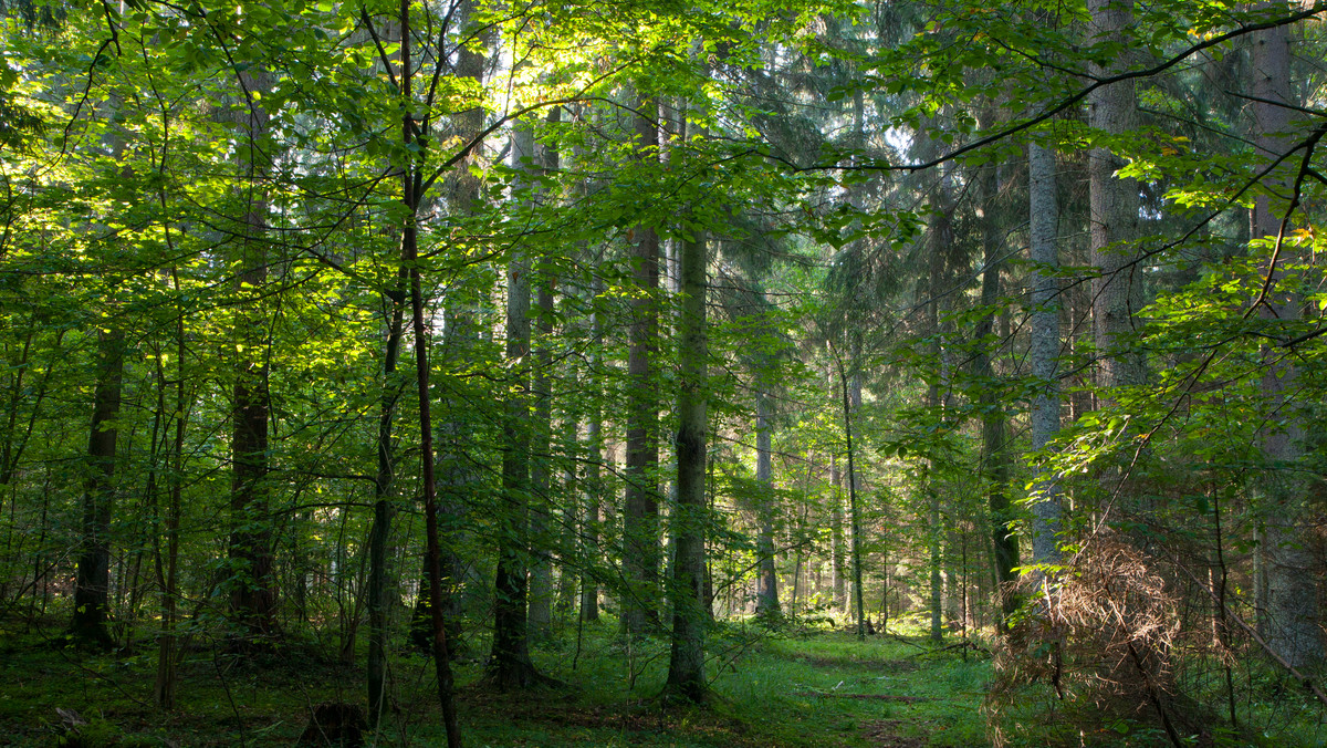 Europejskie lasy same się regenerują. Wnioski naukowców mogą zaskakiwać