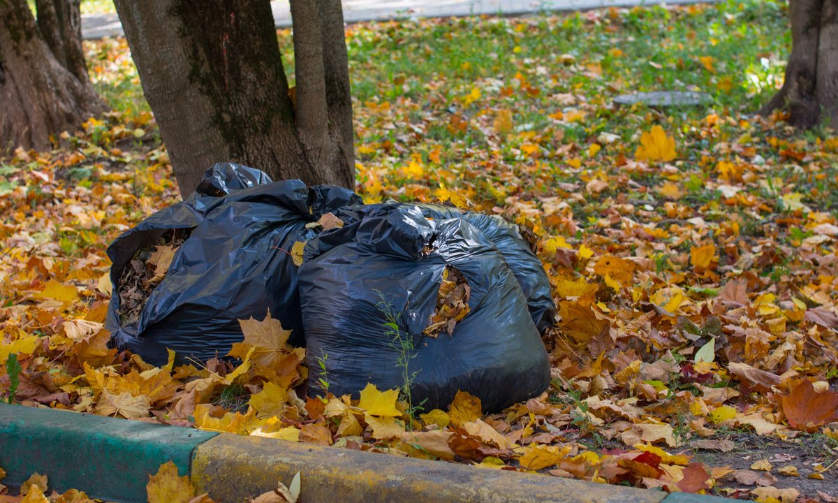 Jesienią stoi ich pełno przed blokami. To cios dla przyrody