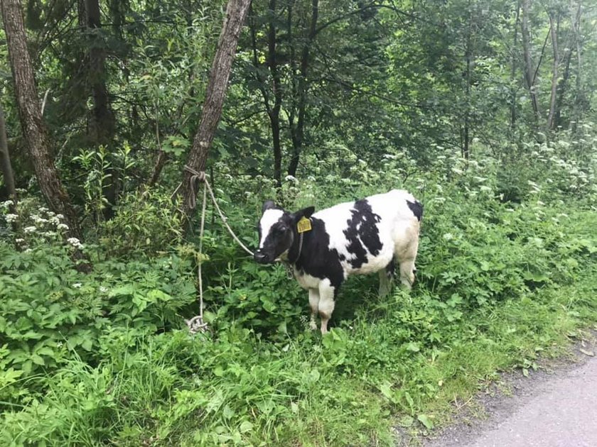 Wieźli osobówką kradzione cielę. Spowodowali wypadek i uciekli