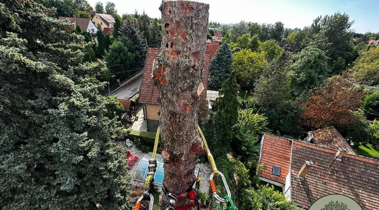 Fentről lefelé haladva kellett eldarabolni a 18 méter magas fák / Fotó: Blikk