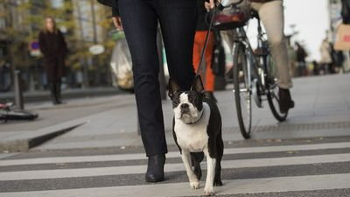 Wychodząc naprzeciw potrzebom opiekunów psów, które żyją w miastach, 31 maja w gdańskiej Matarni odbędzie się Urban Dog Festival. Wśród atrakcji przewidzianych w programie znajdą się m.in. porady lekarza weterynarii, behawiorysty zwierzęcego, a także specjalistów ds. zdrowego żywienia czworonogów. Dla psów zorganizowane będą tory agility i inne aktywności sportowe.