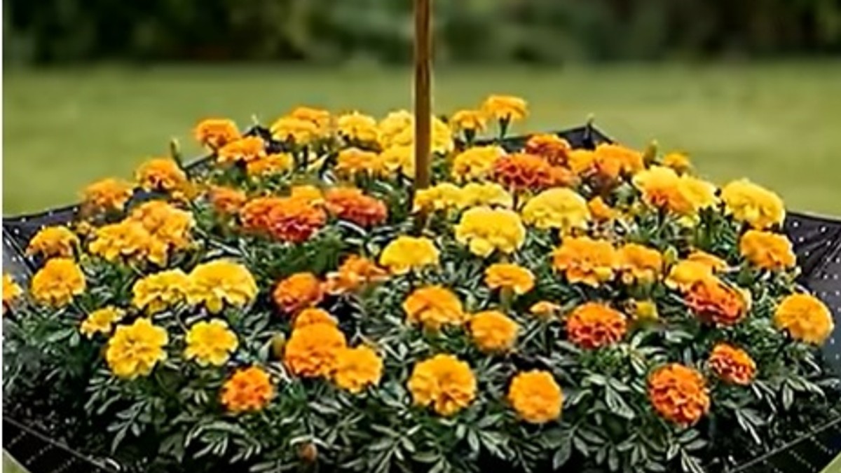 Kišobran kao saksija