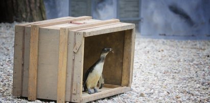 Pingwinia rodzinka zamieszkała w zoo w Łodzi