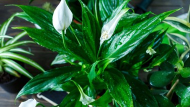 wlewam 1 szklankę, a żółknący skrzydłokwiat ekspresowo odzyskuje piękny kolor i rośnie szybciej niż kiedykolwiek. w kilka dni wygląda jak z kwiaciarni domowy nawóz do skrzydłokwiatu