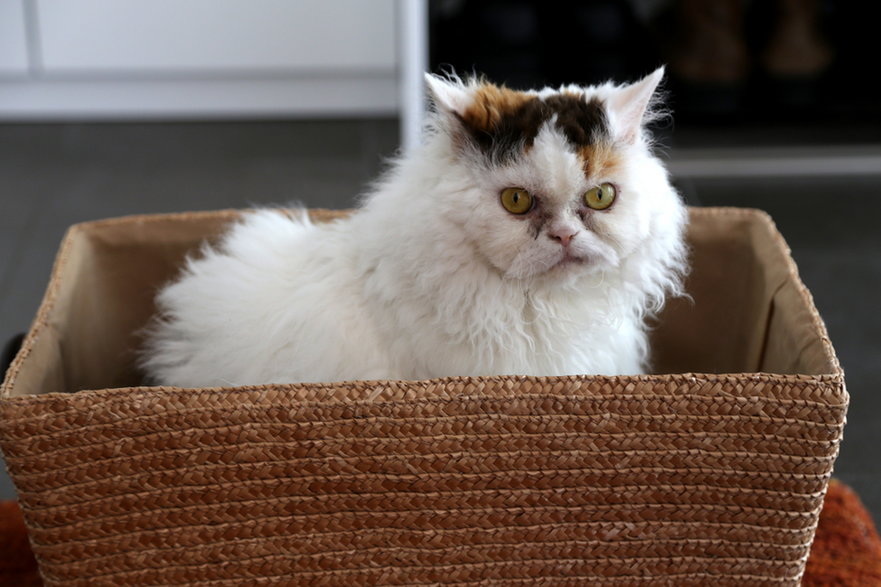 Selkirk rex 