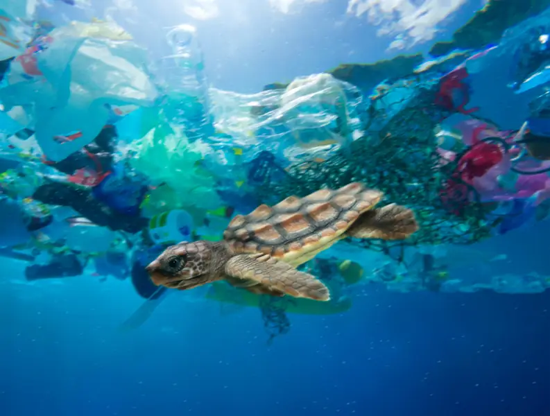 Naukowcy są bardzo zaniepokojeni tym, ile mikroplastiku jest w oceanach