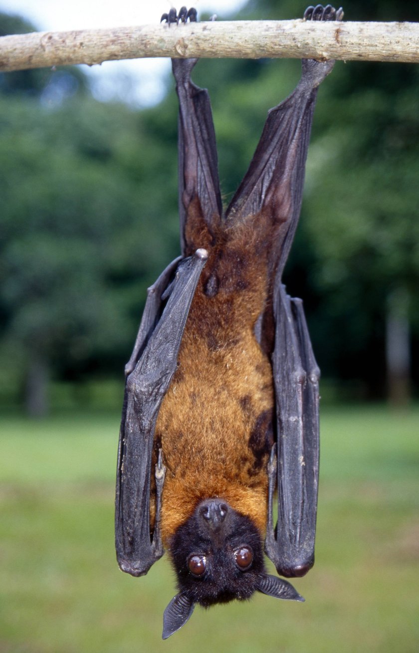 Rudawka wielka, pies latający (Pteropus giganteus)