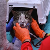 Füstmérgezést kapott kiscicát mentettek meg a váci mentősök