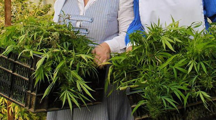 Marijuanat termesztenek az apácák / Fotó: Profimedia-Reddot