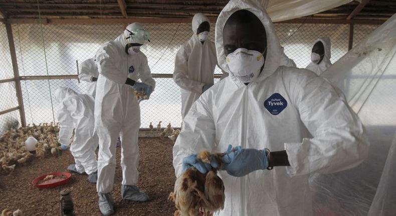 Workers from the Animal Protection Ministry cull chicks to contain an outbreak of bird flu, at a farm in the village of Modeste, Ivory Coast, August 14, 2015. Ivory Coast said on Friday that the H5N1 bird flu had spread to a third location in the country, in the latest in a series of outbreaks in West Africa. The case was discovered on a farm in the village of Modeste, about 15 km (nine miles) east of the commercial capital Abidjan. REUTERS/Luc Gnago