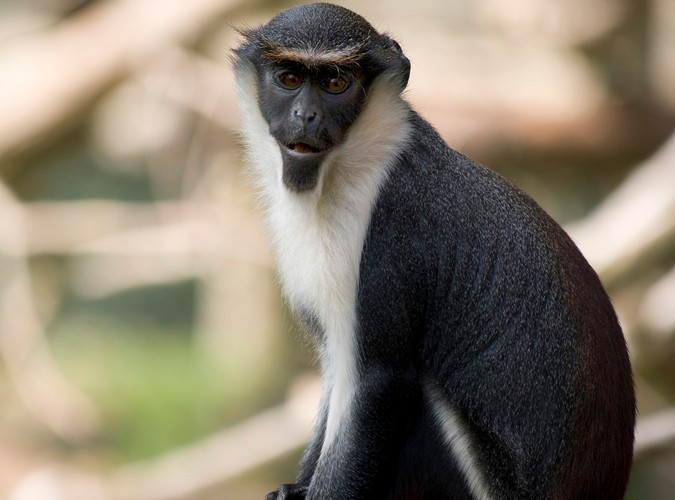 Zwierzęta z nowojorskiego zoo