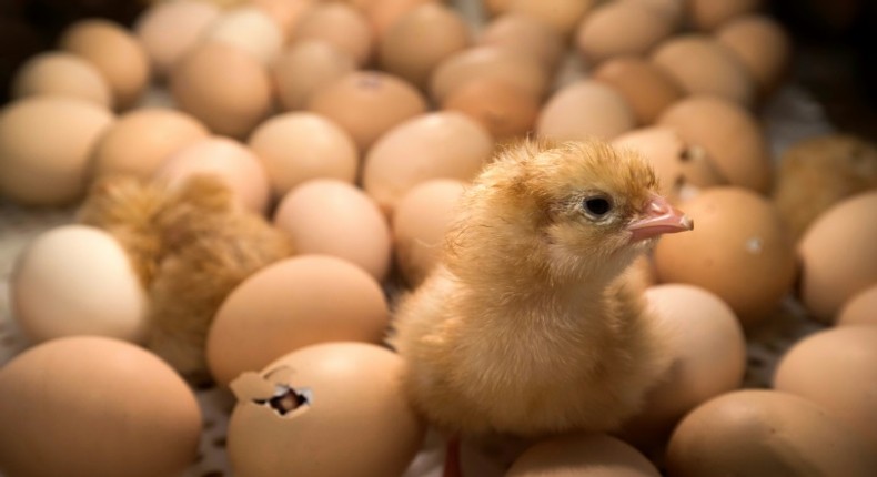 It's poultry industry 1, male chicks 0 in Germany