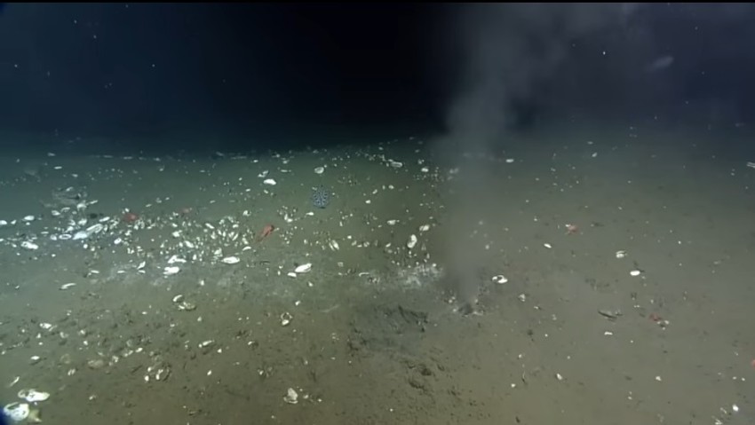 Pukotina na rasednoj liniji na dnu Pacifika