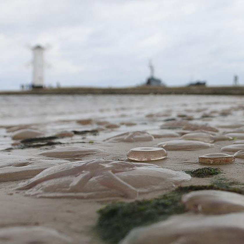 Meduzy opanowały plażę w Świnoujściu. To znak