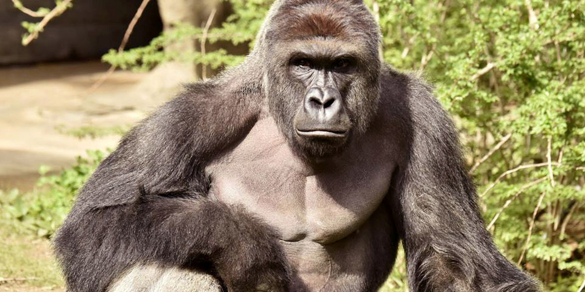 Harambe, a 17-year-old gorilla at the Cincinnati Zoo is pictured in this undated handout photo provided by Cincinnati Zoo.