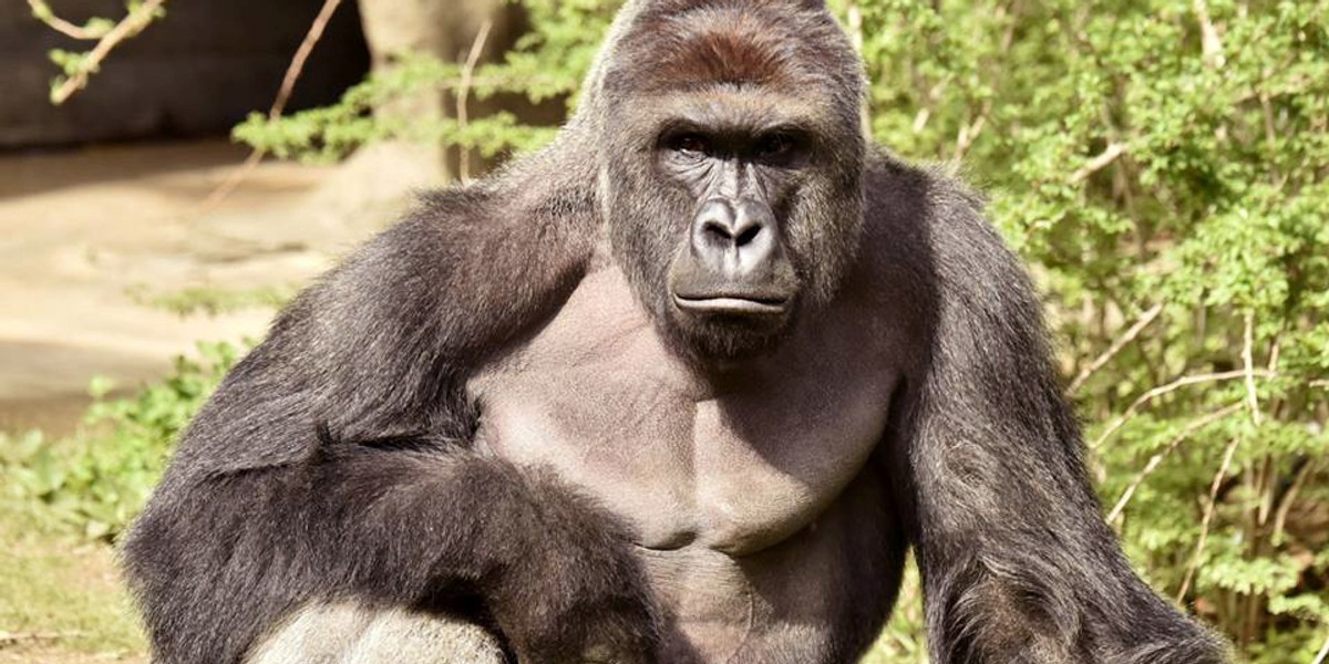 Harambe, a 17-year-old gorilla at the Cincinnati Zoo is pictured in this undated handout photo provided by Cincinnati Zoo.