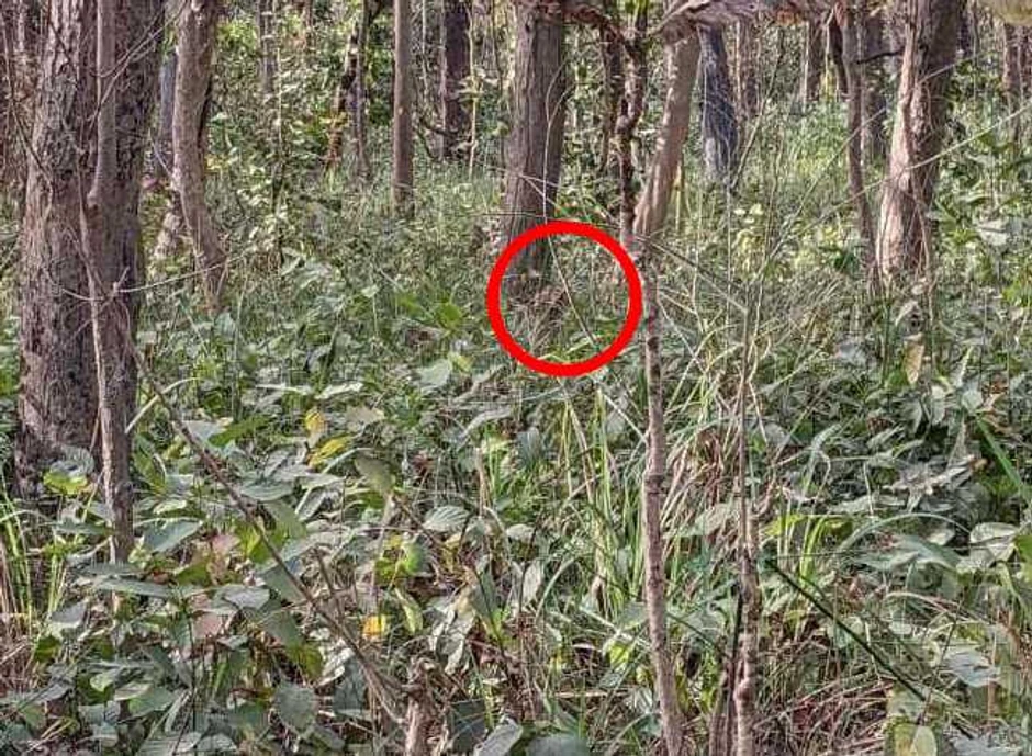 tigar u šumi, rešenje optičke varke