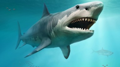 Megalodon rządził oceanami. Ale wszystko na jego temat jest zagadkowe. "Znajdujemy tylko zęby i kręgi"