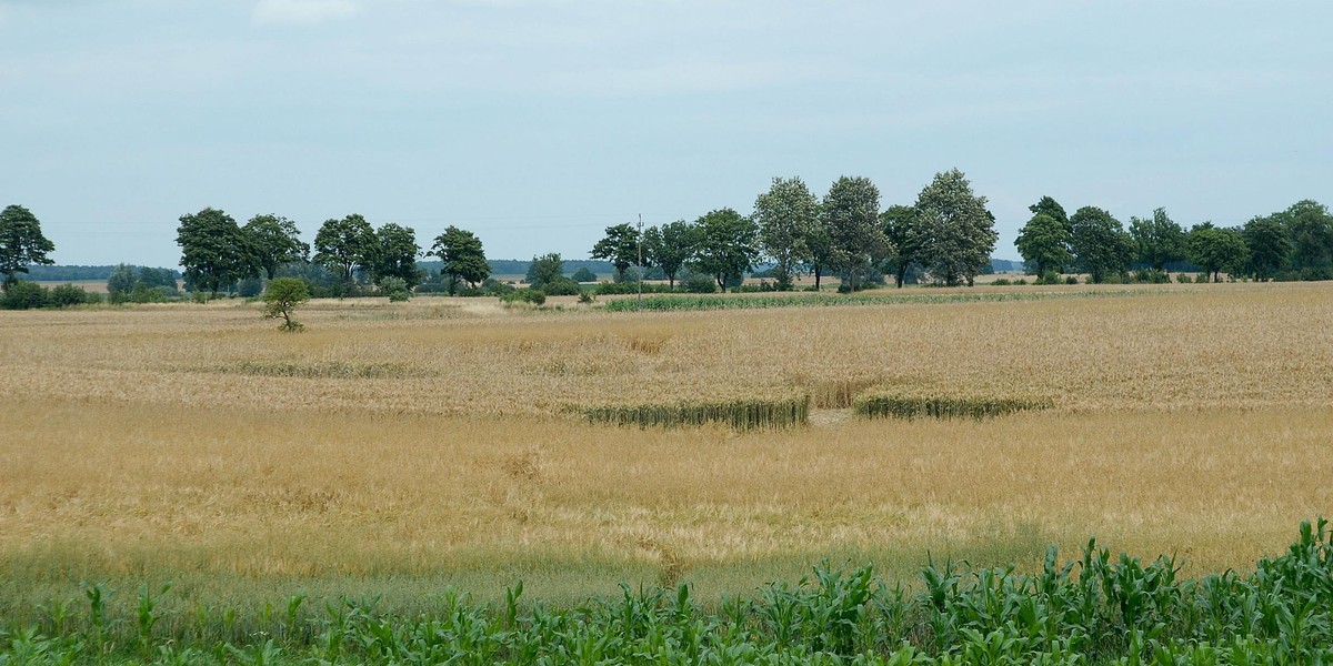 Kręgi w zbożu