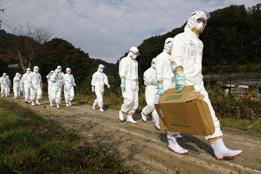Poważny problem ptasiej grypy w Japonii