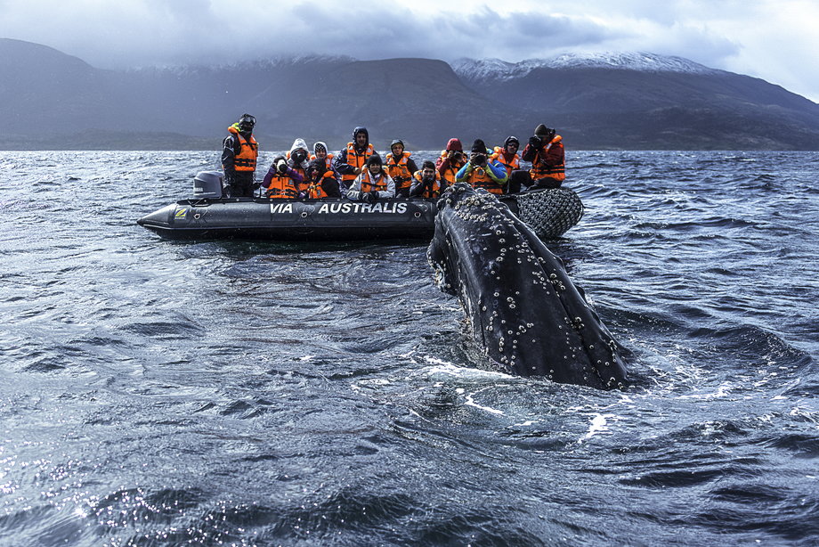 Widok morskich olbrzymów wyłaniających się z tafli oceanu, to jedna z największych atrakcji podróżniczych całej Ameryki Południowej