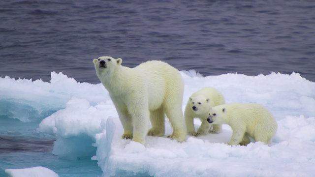 Lassan elfogynak a jégtáblák a jegesmedvék alól – hat éve folyamatosan melegszik az óceán