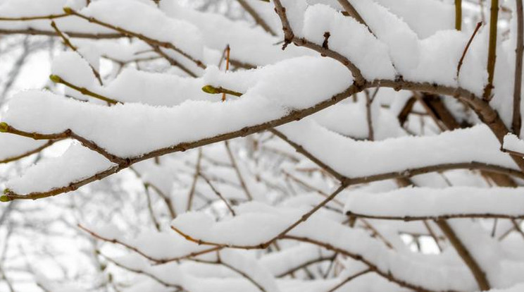 A Kékestetőn hamarosan akár többcentis hótakaró is kialakulhat / Fotó: Northfoto