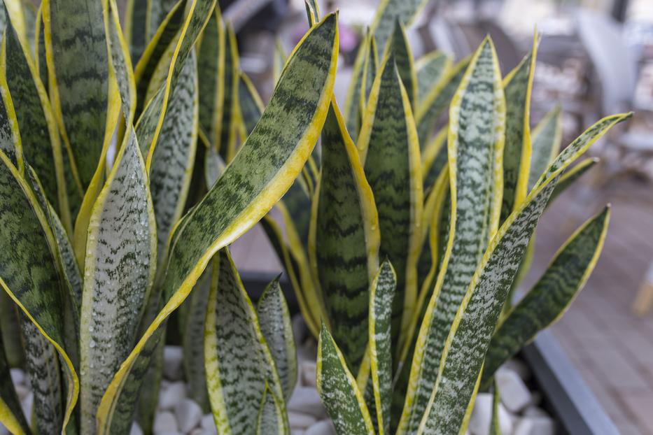 Felismered a fotóról? Ez a szobanövény észrevétlenül gyógyít, és milyen mutatós fotó: Getty Images