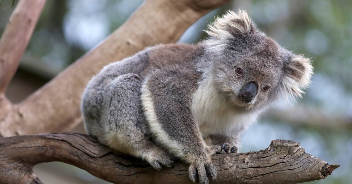 Koala maci kihalás