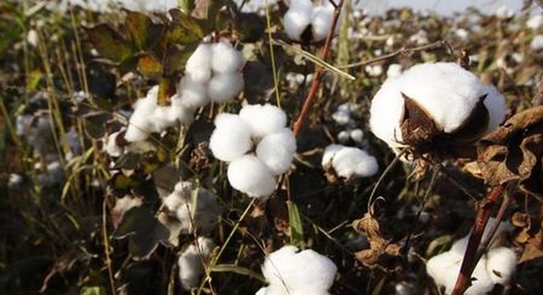 Mali to miss cotton crop target due to late rains: CMDT