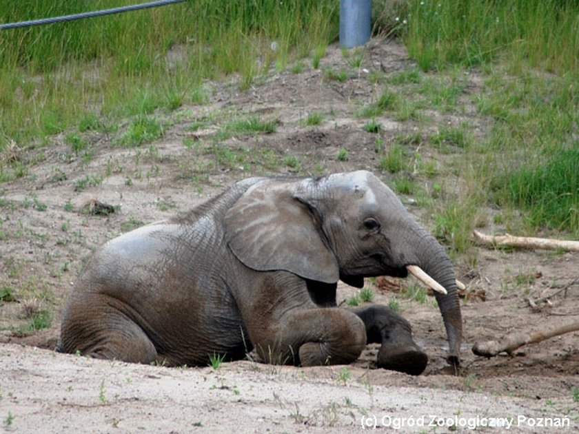 Słoń Yzik opuści poznańskie ZOO. Trafi do Włoch