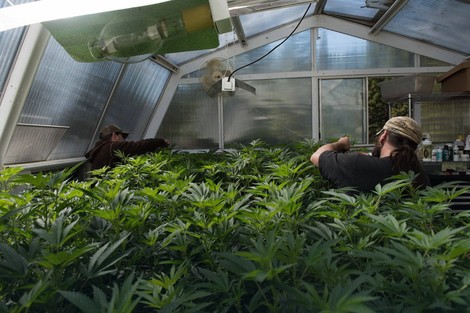 Bolje su plaćeni na plantažama koje drže Amerikanci