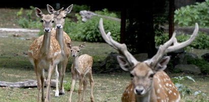 Nasze zwierzaki potrzebują pomocy!