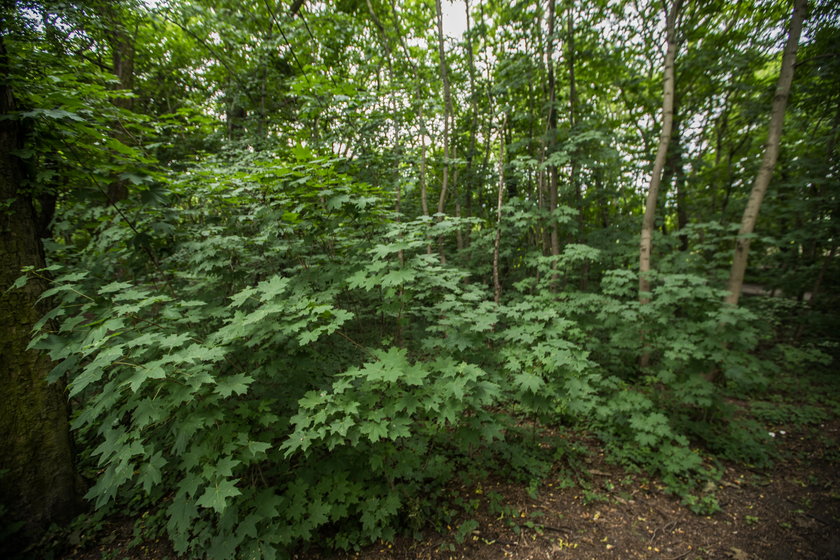 Przy Forcie IX będzie park i wybieg dla psów