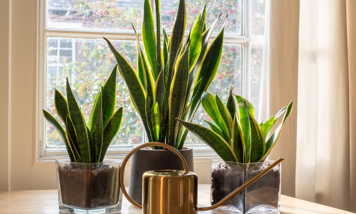 Postaw ją przy łóżku. Wreszcie się wyśpisz, a rano głowa nie będzie boleć