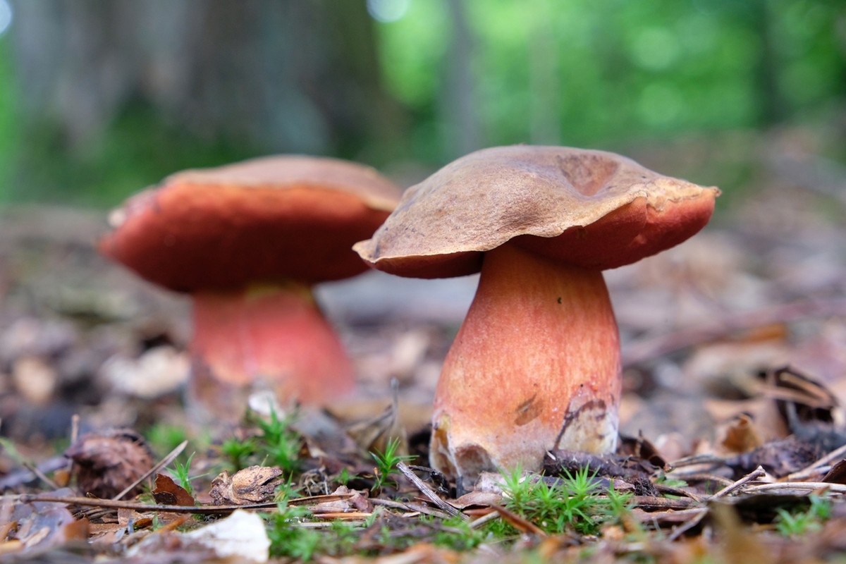 grzyb grzyby gąbka sosnowa Neoboletus luridiformis