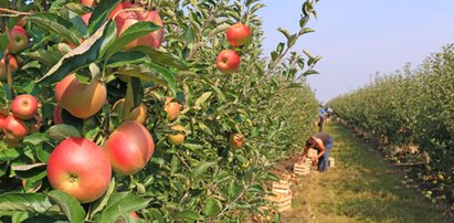 Polscy producenci owoców mają problem. Zgniją na drzewach?