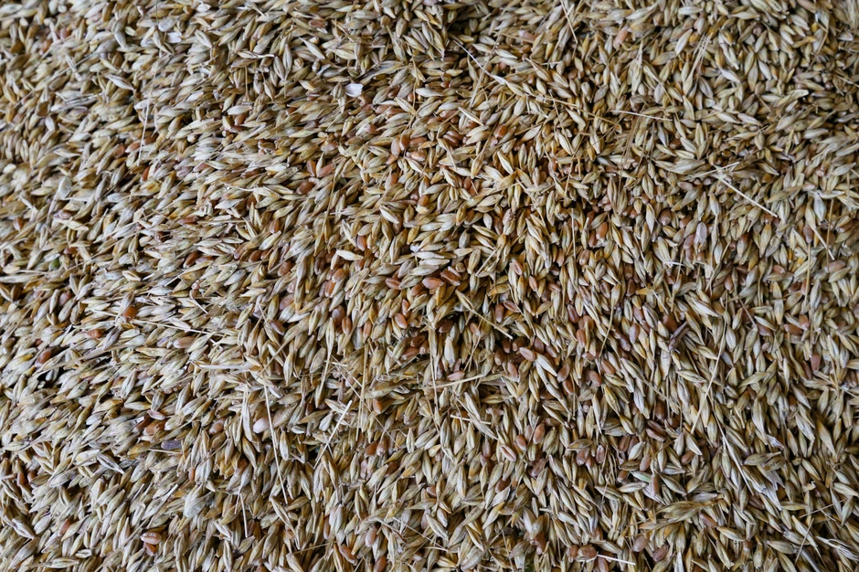 Ukrajinsko žito - skladište u oblasti Odese krajem juna