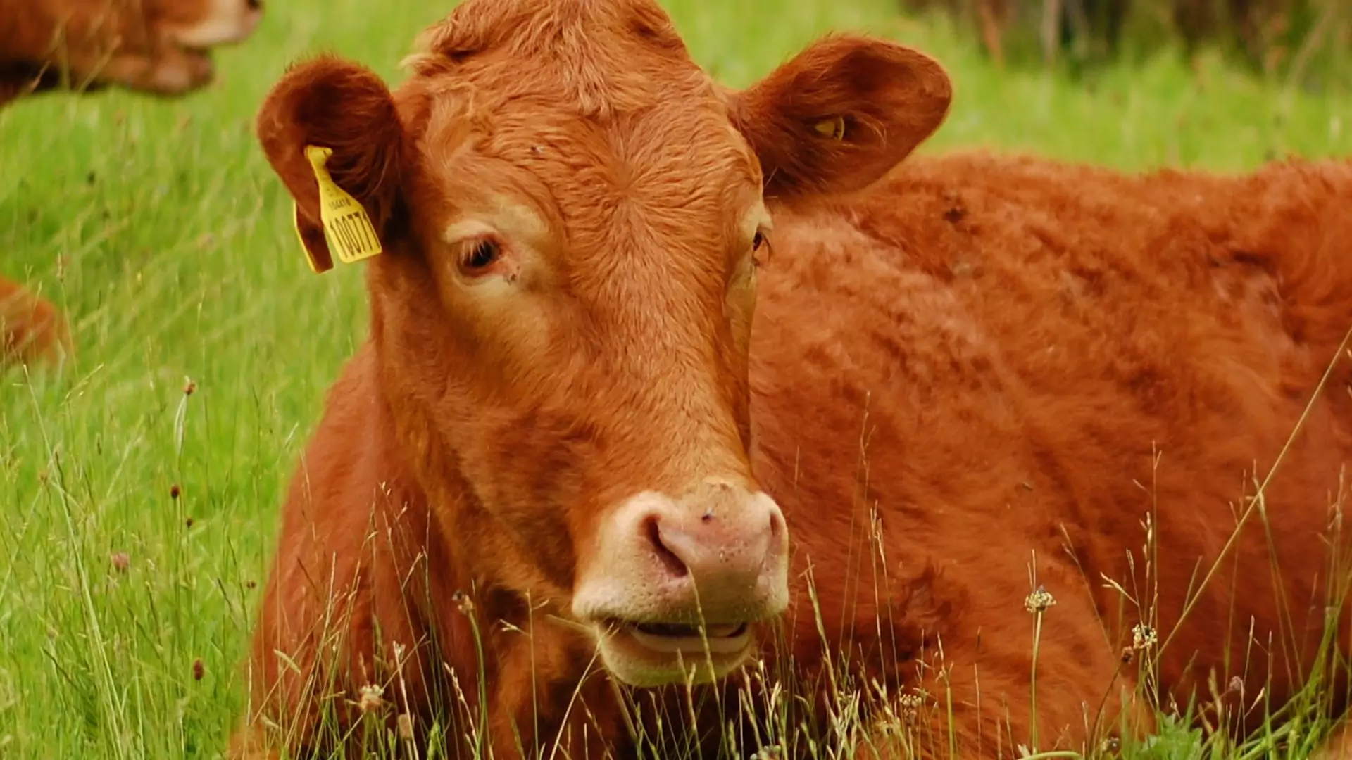 Zaskakująco duża część Amerykanów myśli, że brązowe krowy dają czekoladowe mleko